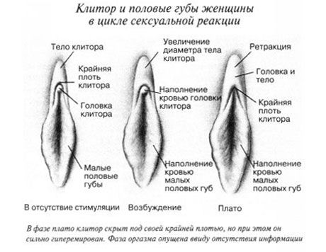 Клиторис Клиторис током сексуалног односа