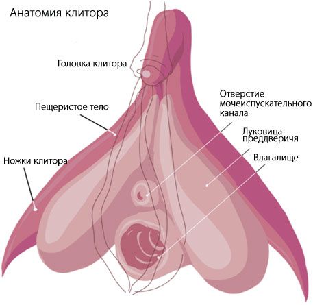 Клиторис Анатомија клиториса